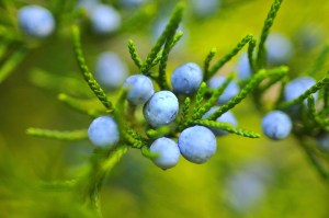 berries-221193_1280
